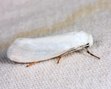 0200.1 – Bogus Yucca Moth – Prodoxus decipiens