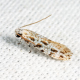 0279 - Diachorisia velatella