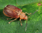 Tricholochmaea sp.
