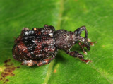 Plum Curculio - Conotrachelus nenuphar