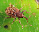 Conotrachelus pusillus