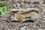 American Red Squirrel - Tamiasciurus hudsonicus