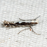 0647 – Willow Leafblotch Miner – Micrurapteryx salicifoliella