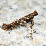 0637 - Caloptilia serotinella