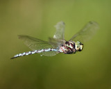 Canada Darner - Aeshna canadensis
