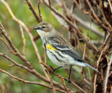 Yellow-rumped Warbler - Setophaga coronata