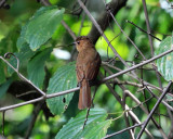 Rufous Mourner - Rhytipterna holerythra