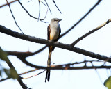 Scissor-tailed Flycatcher - Tyrannus forficatus