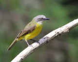 Gray-capped Flycatcher - Myiozetetes granadensis
