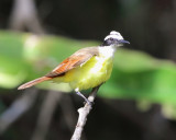 Great Kiskadee - Pitangus sulphuratus
