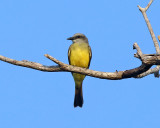 Tropical Kingbird - Tyrannus melancholicus
