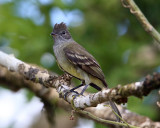 Yellow-bellied Elaenia - Elaenia flavogaster