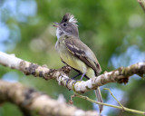 Yellow-bellied Elaenia - Elaenia flavogaster