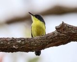 Common Tody-Flycatcher - Todirostrum cinereum