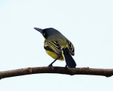Common Tody-Flycatcher - Todirostrum cinereum