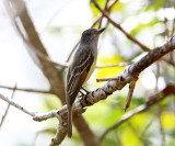 Great Crested Flycatcher - Myiarchus crinitus