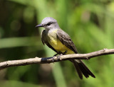 Tropical Kingbird - Tyrannus melancholicus