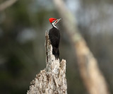 Pileated Woodpecker - Dryocopus pileatus