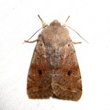 10495 – Speckled Green Fruitworm Moth – Orthosia hibisci