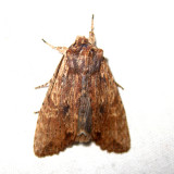 9893 - Hemina Pinion - Lithophane hemina