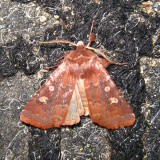 10994 - Reddish Speckled Dart - Cerastis tenebrifera