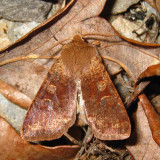 10487 - Ruby Quaker - Orthosia rubescens