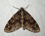 7637 - Mottled Gray Carpet - Cladara limitaria