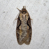 0912 – Packard's Concealer Moth – Semioscopis packardella
