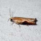 3257 - Pseudexentera costomaculana