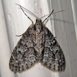 7637 - Mottled Gray Carpet - Cladara limitaria