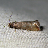 2887.1 - Rhyacionia duplana