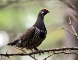 Spruce Grouse - Falcipennis canadensis