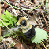 Common Eastern Bumble Bee - Bombus impatiens