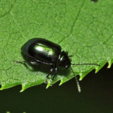 Altica sp.
