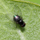Melanagromyza sp.