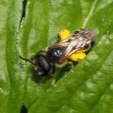 Halictus ligatus