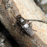 Shore Fly - Ochthera sp.