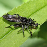 Laphria canis complex