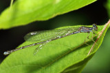 Variable Dancer - Argia fumipennis (female)