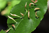 Eriophyes cerasicrumena