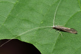 Leptocerus americanus
