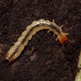 Dendroides canadensis (larva)