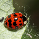 Multicolored Asian Lady Beetle - Harmonia axyridis