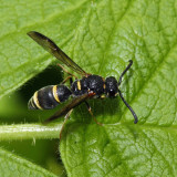 Parancistrocerus pensylvanicus