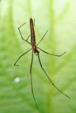 Longjawed Orbweavers - Tetragnatha sp.