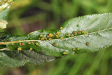 Aculus sp.
