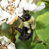 Common Eastern Bumble Bee - Bombus impatiens