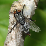 Flesh Fly - Sarcophaga sp.