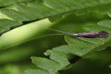 Leptocerus americanus