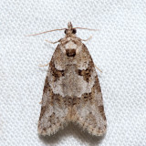 3567 - Gray Tortrix - Cnephasia stephensiana